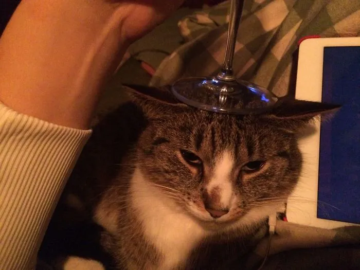 Kitty Coaster!