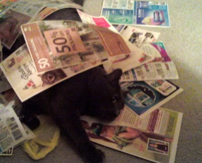 Crazy Coupon Cat.