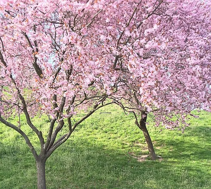 Spring