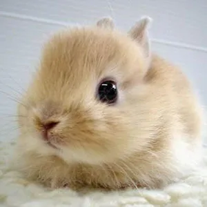 Bunny goddess