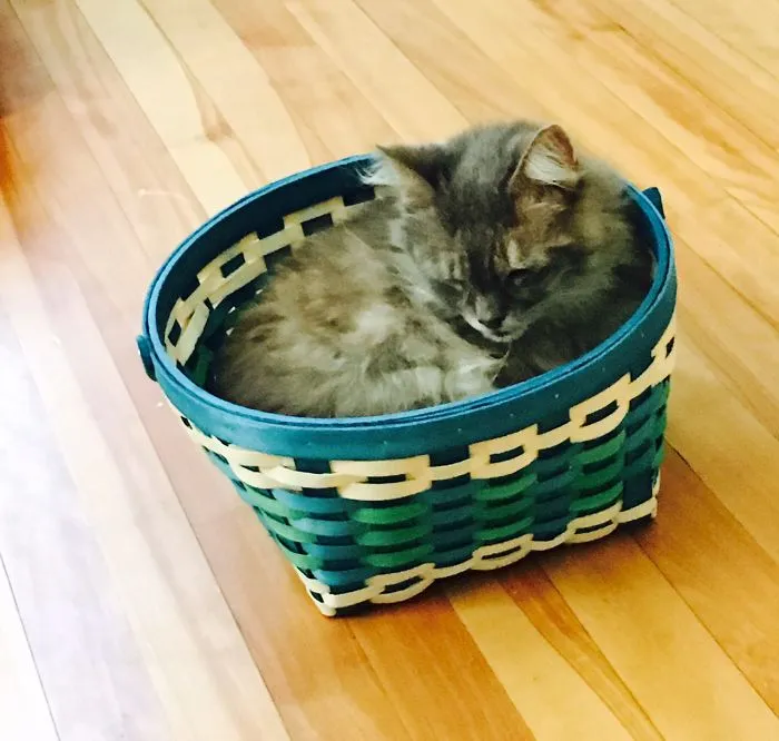 Do You Think Luna Is A Maine Coon Kitty?