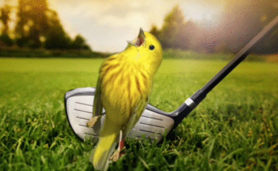 "it's A Birdie!"