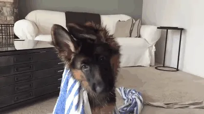 Cachorro de pastor alemán