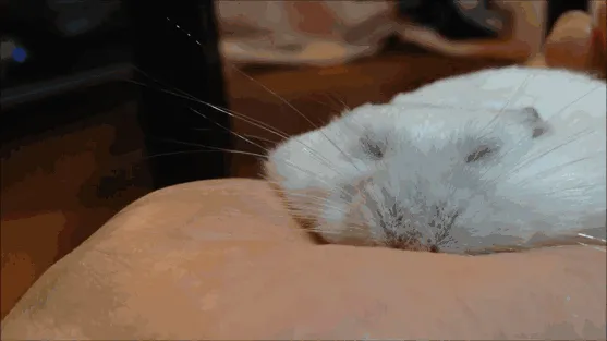 Hamster 100% derretido