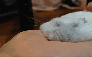 154 Animals That Just Melted (Our Hearts)