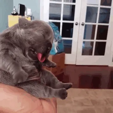 Shhh, Puppy Sleeping. Leave Your Upvotes Quietly Please
