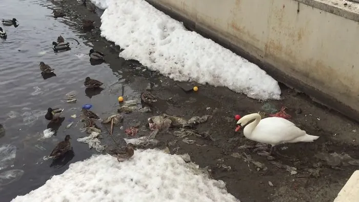 White Swan Decided To Clear The Lake
