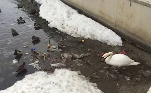 White Swan Decided To Clear The Lake