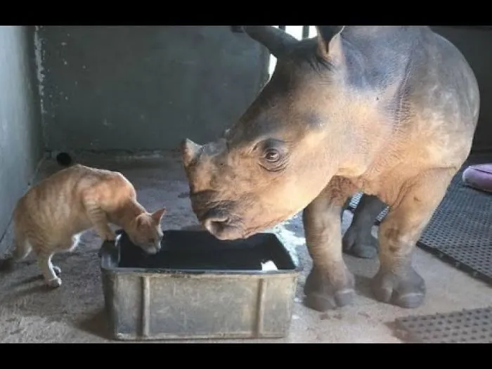Rescued Kitten And Orphaned Rhino Have The Cutest Bond Ever