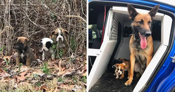 K9 Rescues 3 Abandoned Puppies With His Partner