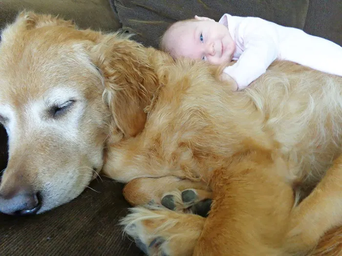 Loves That Dog!