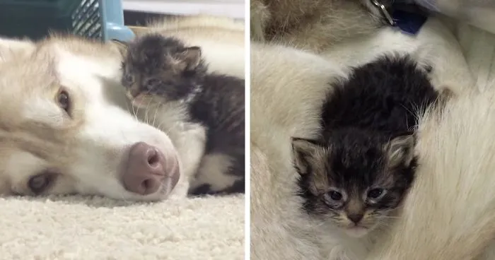 Kitten Has A Husky Mama