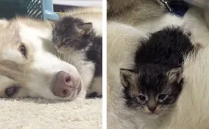 Kitten Has A Husky Mama