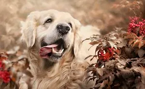 I Photographed My Amazing Dogs Kicia And Morsik