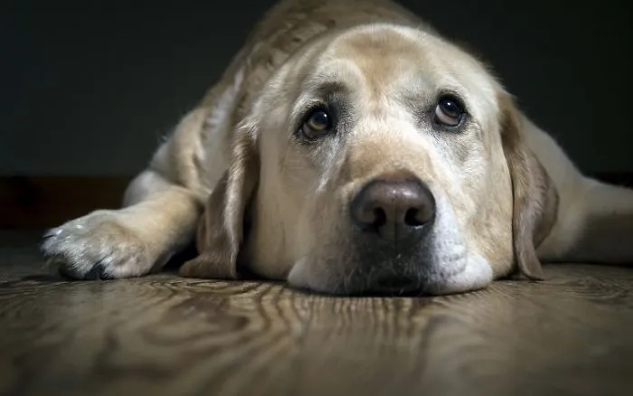 Dog Waiting For Someone