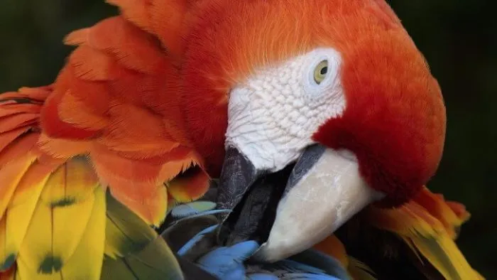 Cute Macaw
