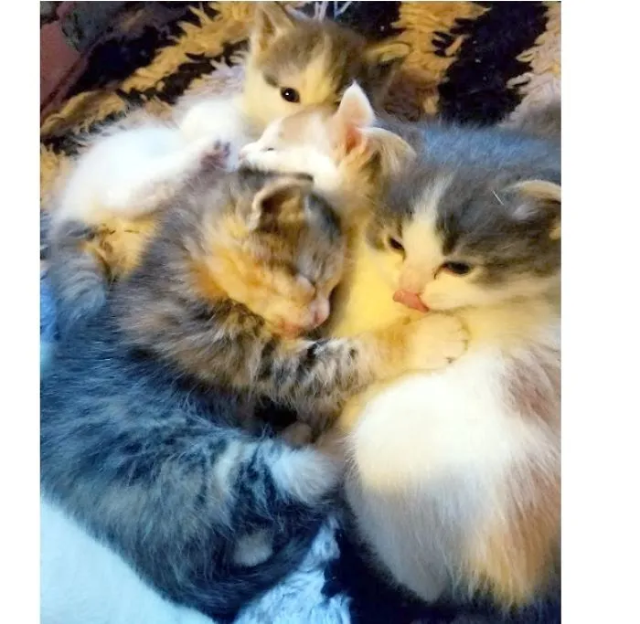 Melting Your Heart