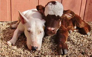 This Mini Cow Saved From Auction House Now Lives With 12 Dogs, Thinks She Is One Of Them