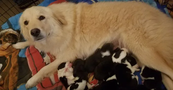 Dog Who Lost Her Puppies In A Fire Can't Hold Her Excitement After Adopting These Orphaned Puppies