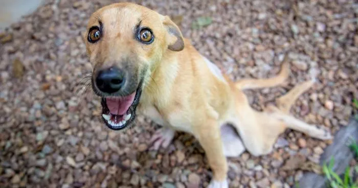 This Paralyzed Dog Dragged Her Legs For Miles Hoping Someone Would Help Her