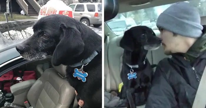 Pizza Guy Stops To Rescue Lost Dog Because Its Life Is More Important To Him Than The Risk Of Losing His Job