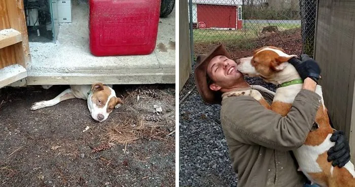 Man Saves Dog From Being Trapped Under Shed, Realizes He Saved Something More