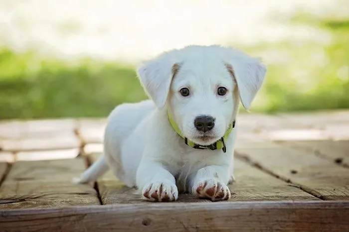 Puppy Cuteness