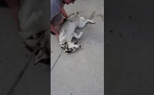 Siberian Husky Throws A Fit Leaving The Dog Park