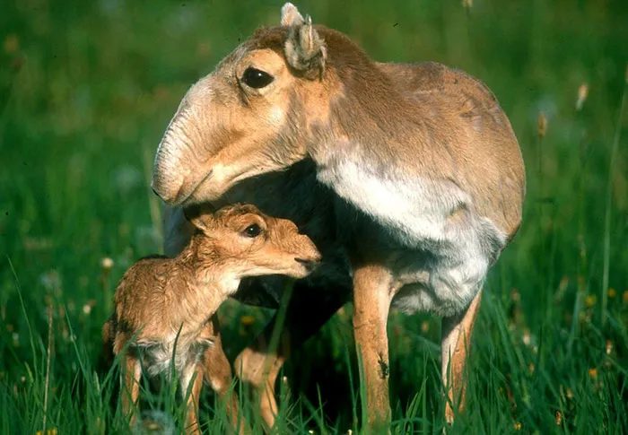 Cría de saiga