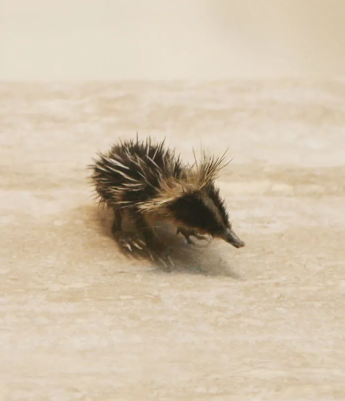 Cría de tenrec listado