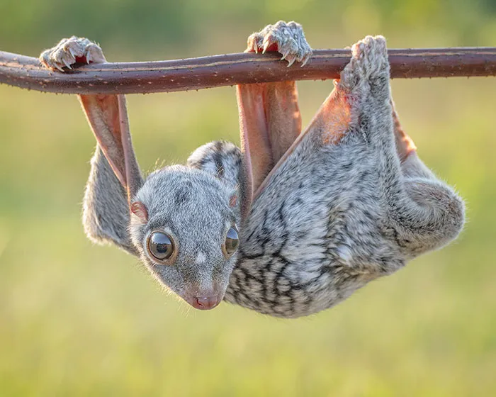 Cría de colugo