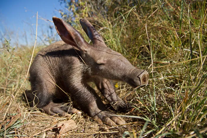 Cría de cerdo hormiguero