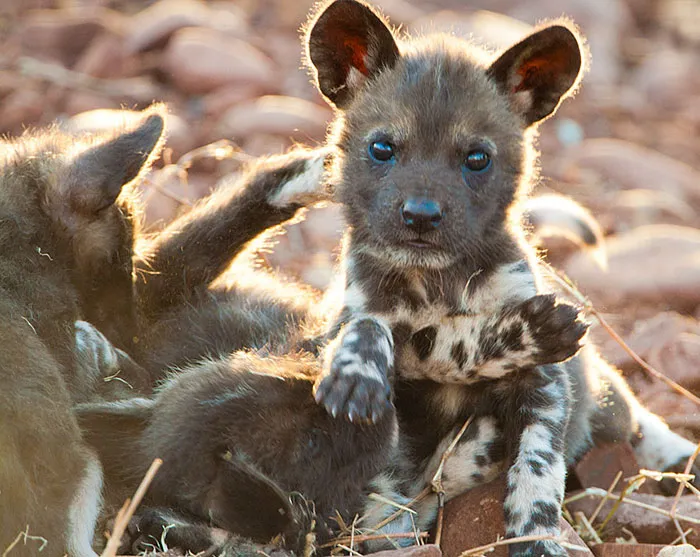 Cachorro de licaón