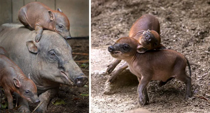 Crías de babirusa