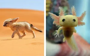 40 Unique Animals and Their Babies for Your Daily Dose of Cuteness