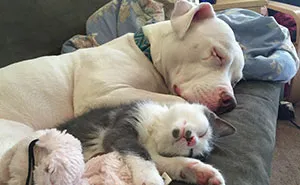 Rescue Pit Bull With Rough Past Becomes Mom To 20 Foster Kittens