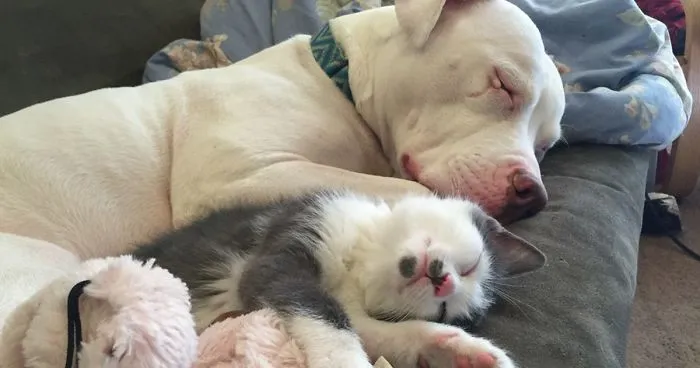 Rescue Pit Bull With Rough Past Becomes Mom To 20 Foster Kittens