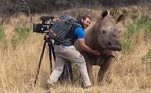 This Wild Rhino Walked Up To A Cameraman, And Demanded A Belly Rub