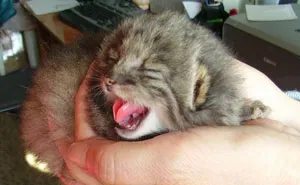 Farmer Surprised After The Kittens He Found Turned Out To Be Something Else