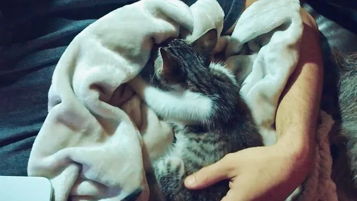 Kitten Kneading Her Daddy
