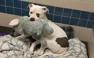 Sad Shelter Dog Whose Only Friend Was This Elephant Toy Learns That He And His Toy Are Getting New Home