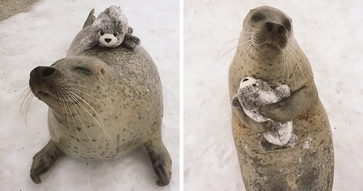 Esta foca encontró una versión suya de juguete y no deja de abrazarla