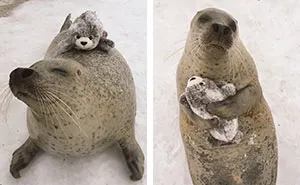 Seal Finds Toy Version Of Itself, Can’t Stop Hugging It