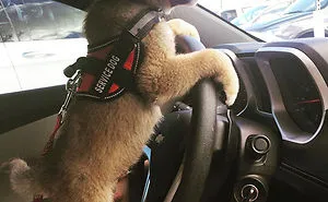 32 Puppies On Their First Days Of Work That Will Make Your Day