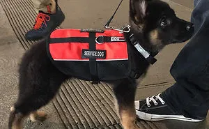 32 Puppies On Their First Days Of Work That Will Make Your Day