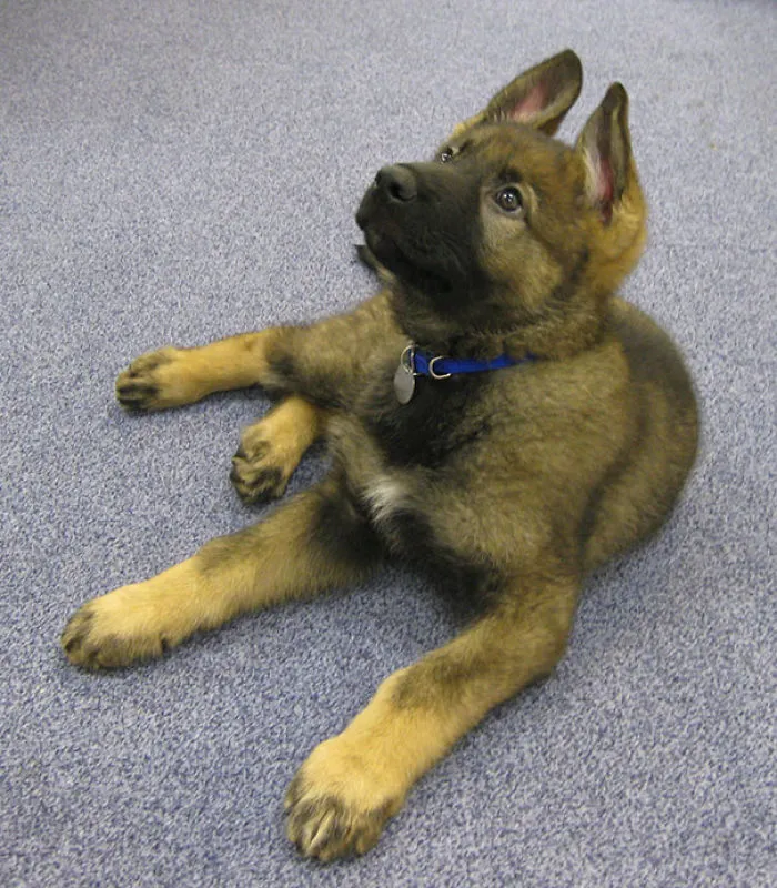 Scoob, perro policía de 11 semanas