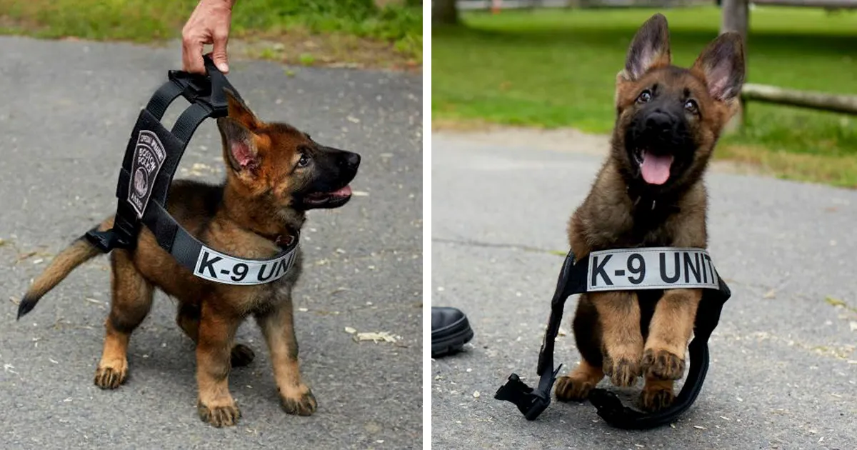 10+ Cachorros en su 1º día de trabajo que te sacarán una sonrisa