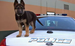 32 Puppies On Their First Days Of Work That Will Make Your Day