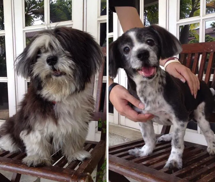 Pretty Sure We Picked Up The Wrong Dog At The Groomer's