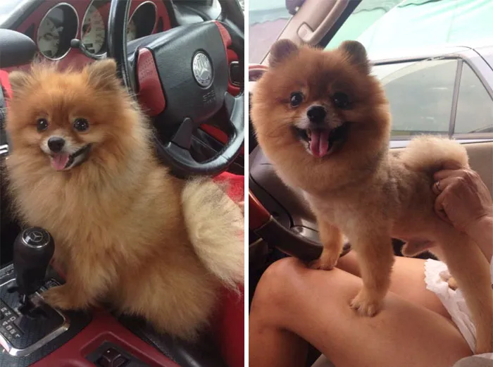 Before/After Haircut